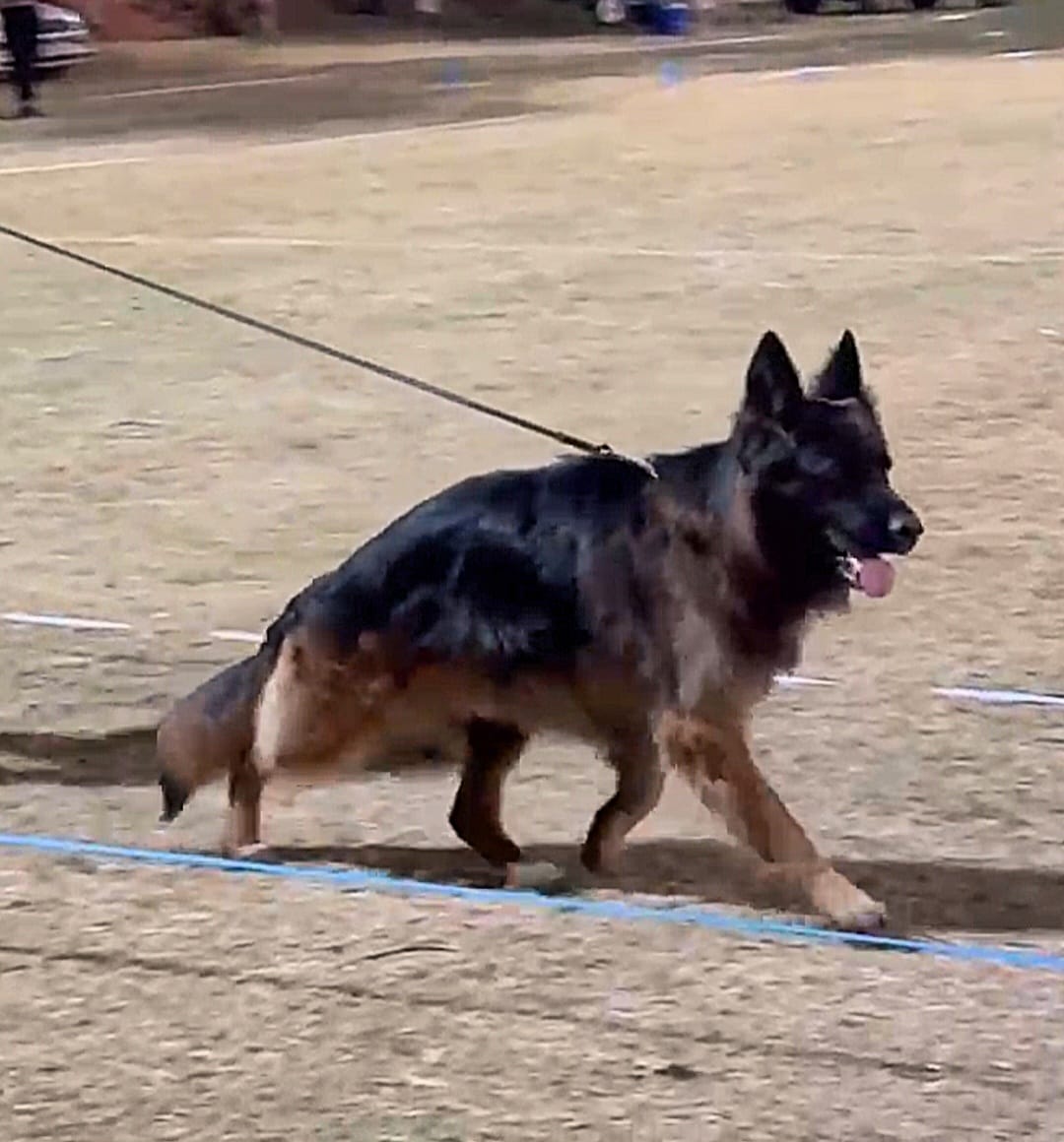 Alpha_vom_Traumheim_1