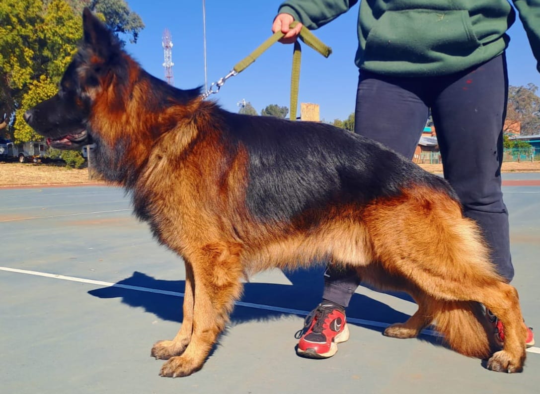 Alpha_vom_Traumheim_2