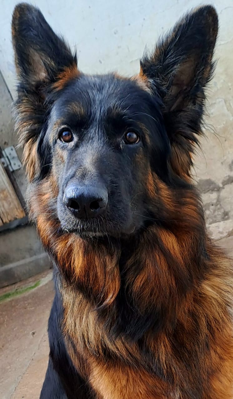 Bailey_Front_Vom_Haus_Calem_2