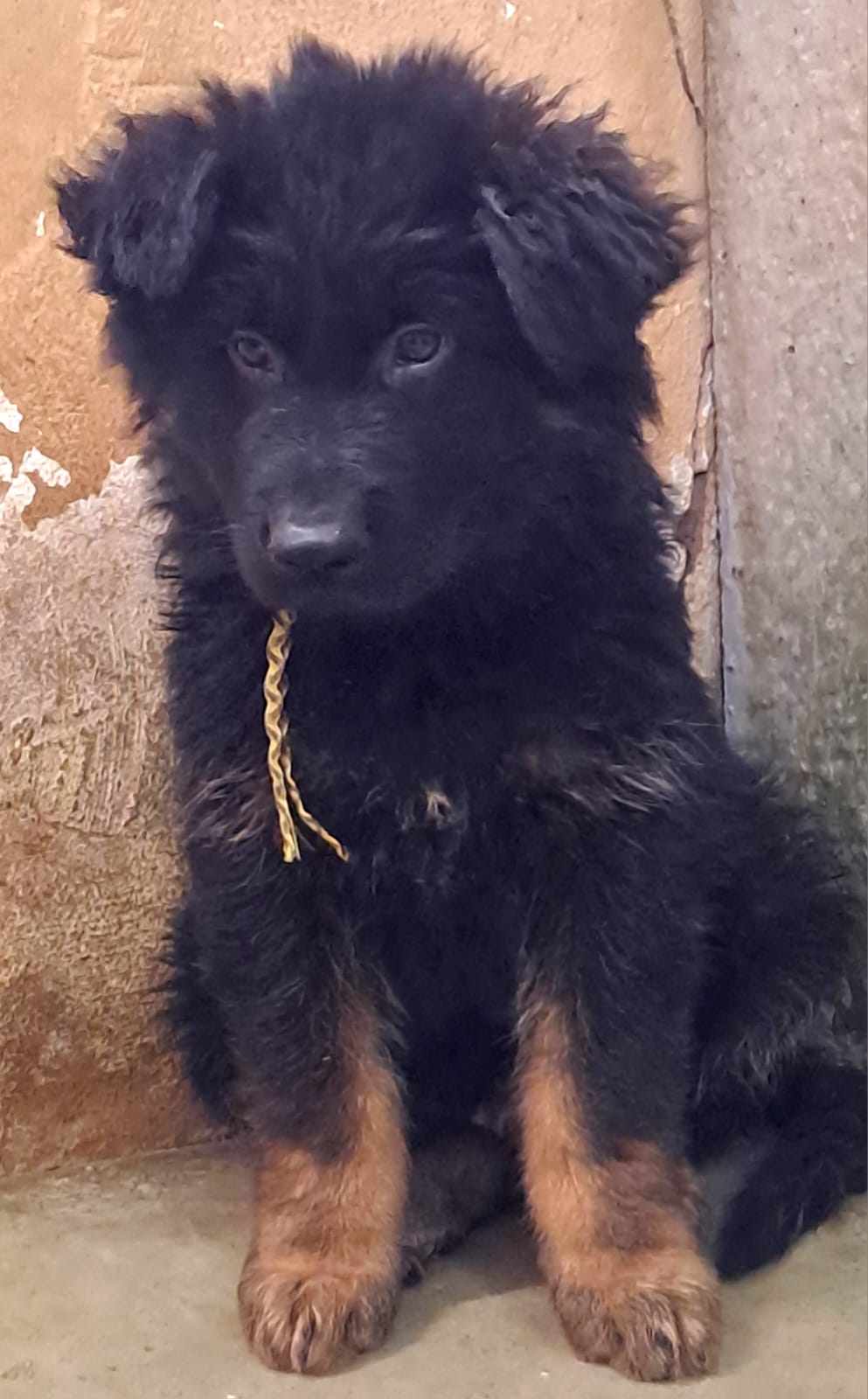 Yellow_&_black_Male_1