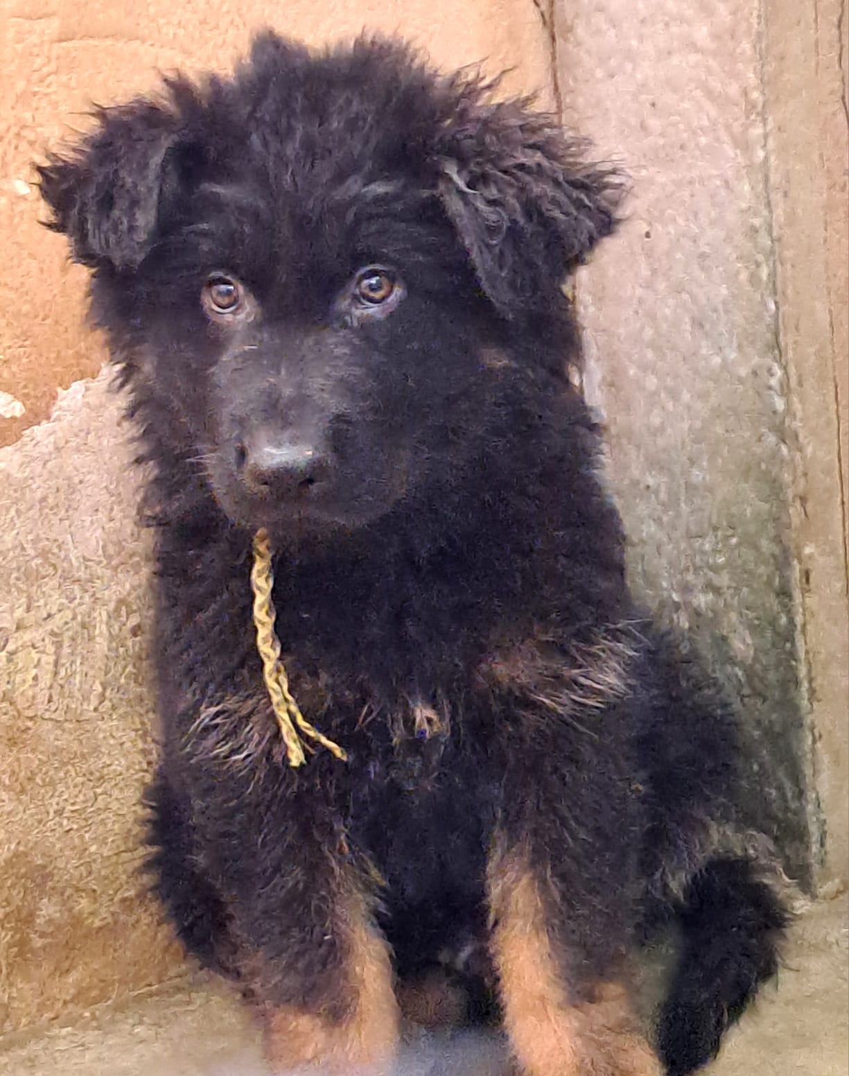 Yellow_&_black_Male_2